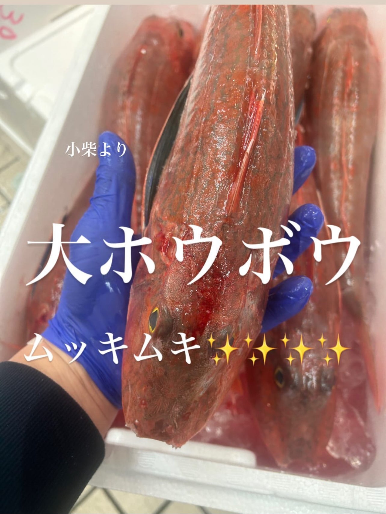 Premium Japanese Fresh Bluefin Gurnard (Houbou) 1.4~2.7LB