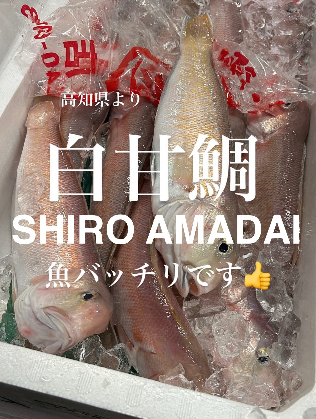 Premium Japanese White Tilefish (SHIRO AMADAI) 2.2~4.5LB