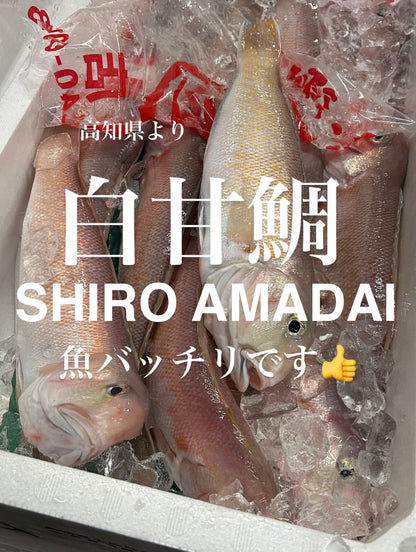 Premium Japanese White Tilefish (SHIRO AMADAI) 2.2~4.5LB
