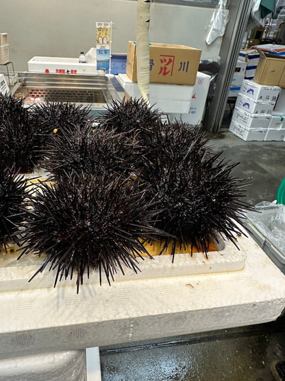 Live-Quality Hokkaido Shell-on Uni (UNI DAMA)