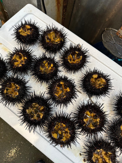 Live-Quality Hokkaido Shell-on Uni (UNI DAMA)