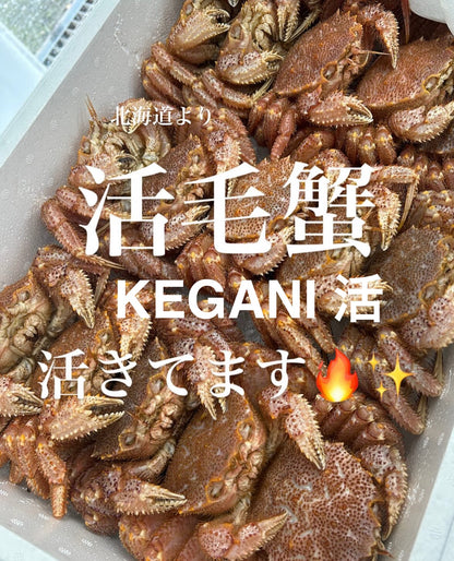 Premium Hokkaido Horsehair Crab (Kegani) 1~2.25LB