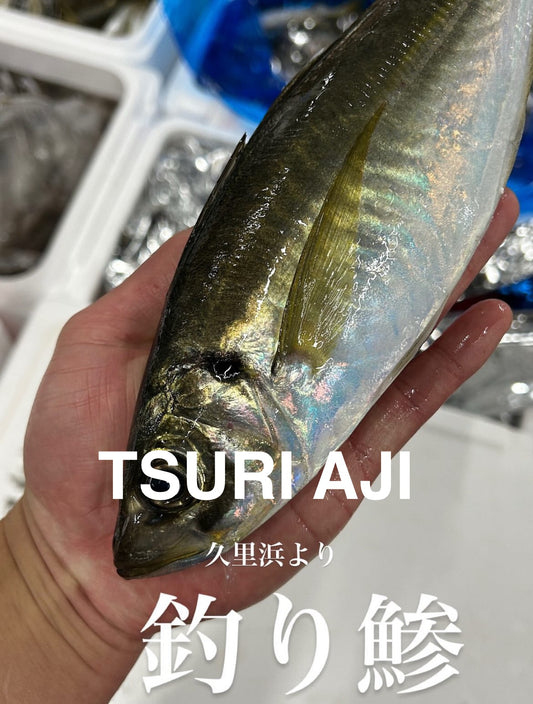 Premium Line-Caught Japanese Horse Mackerel (Seki-Aji) 0.9~1.35LB