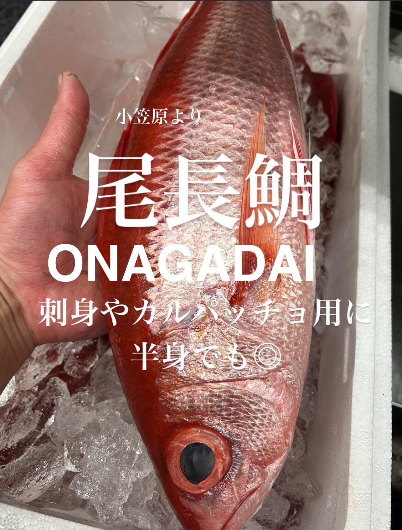 Premium Japanese Flame Snapper (Onagadai) 2.2~6.7LB