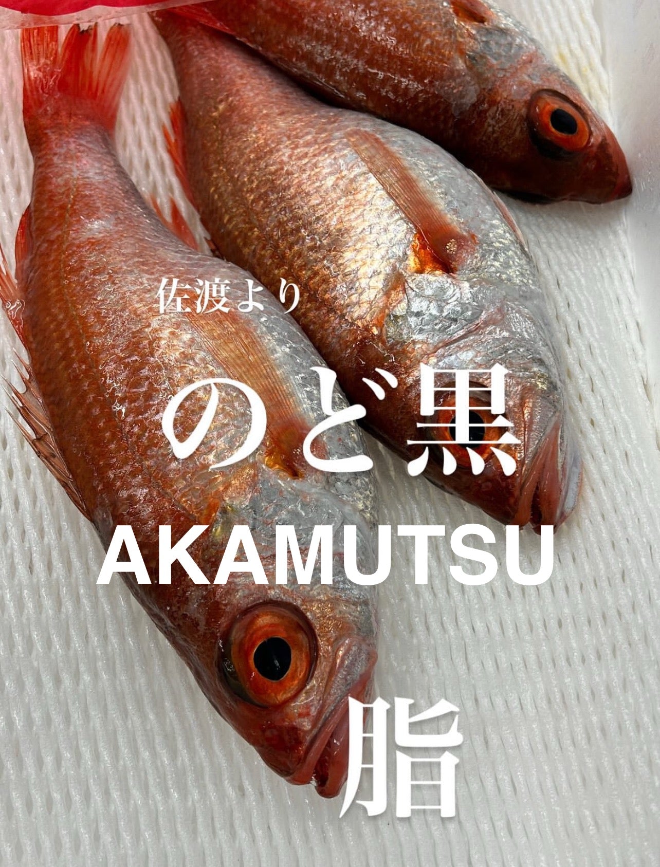 Premium Japanese Blackthroat Seaperch (NODOGURO/AKAMUTSU)1.1~1.7LB