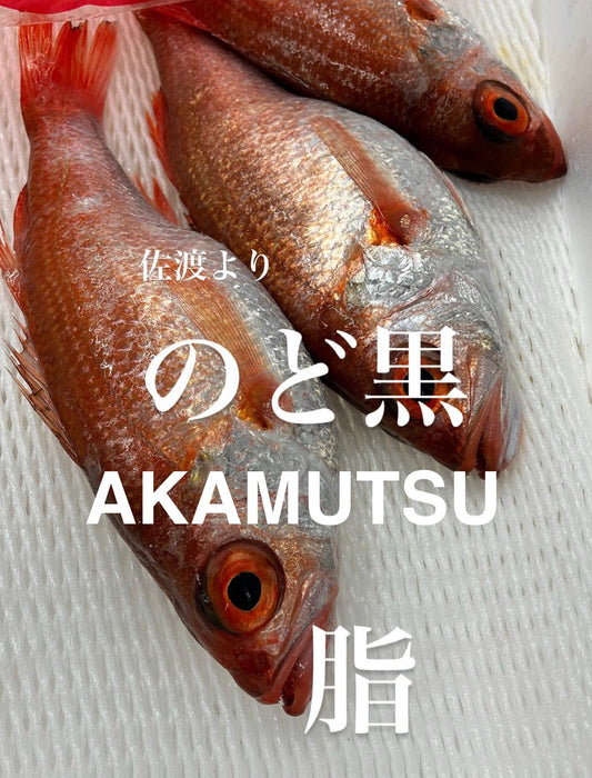 Premium Japanese Blackthroat Seaperch (NODOGURO/AKAMUTSU)1.1~1.7LB