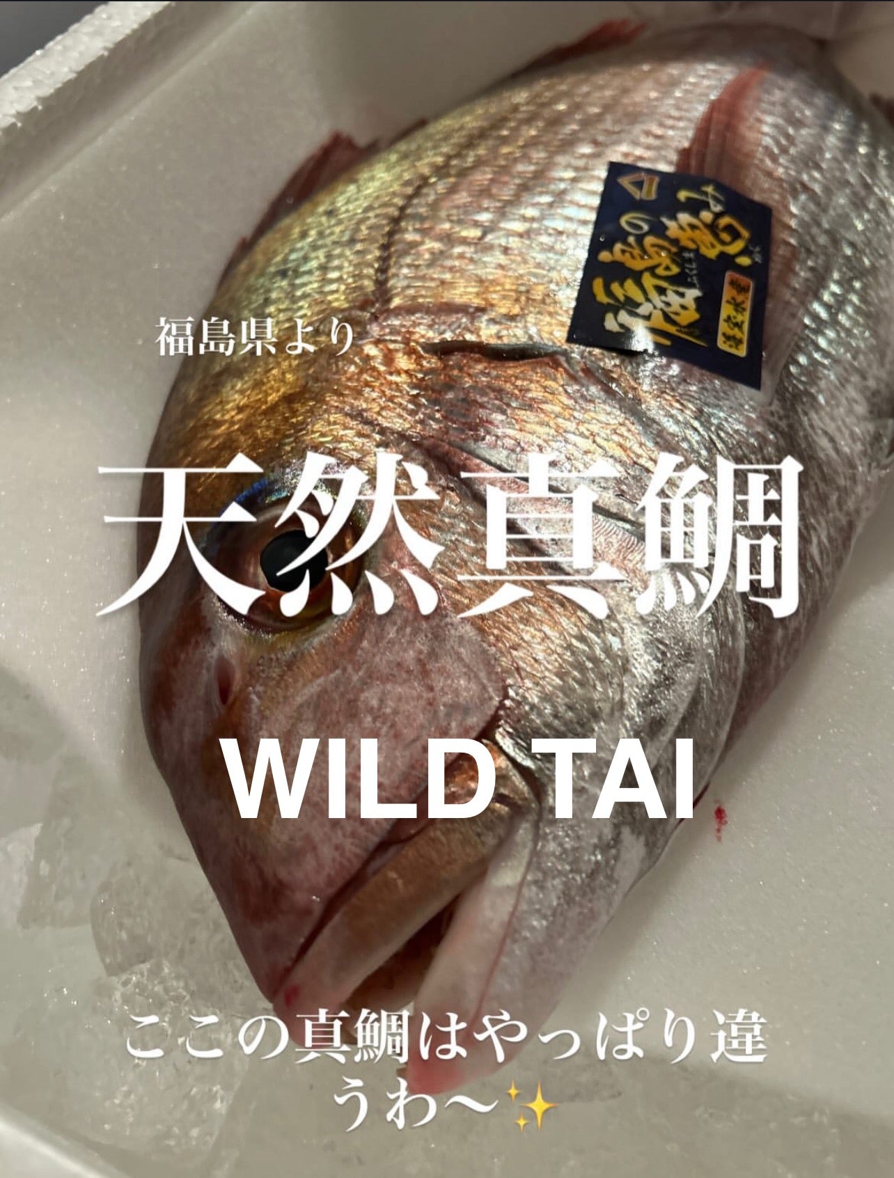 Premium Wild-Caught Japanese Red Sea Bream (Madai) 2.2~6.7LB