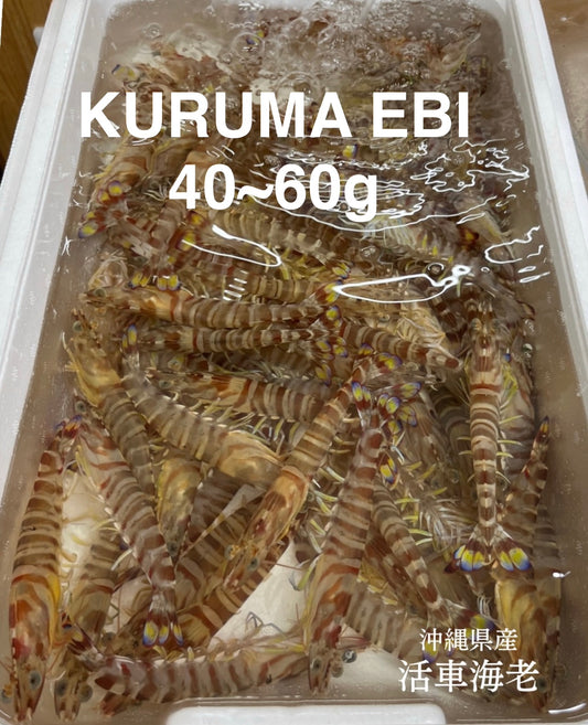 Premium Japanese Tiger Prawns (Kuruma Ebi) 500g/1kg/box