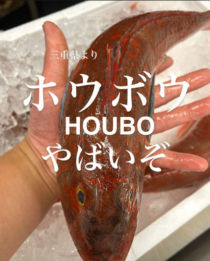 Premium Japanese Fresh Bluefin Gurnard (Houbou) 1.4~2.7LB