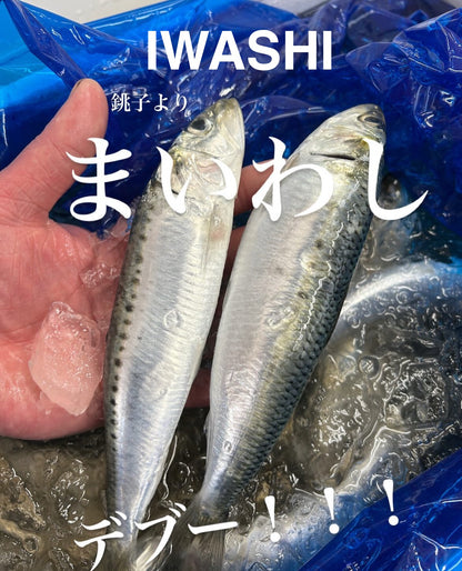 Premium Japanese Sardine (IWASHI) 150~200g