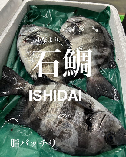 Premium Wild Japanese Striped Beakfish (Ishidai)2.2~6.5LB