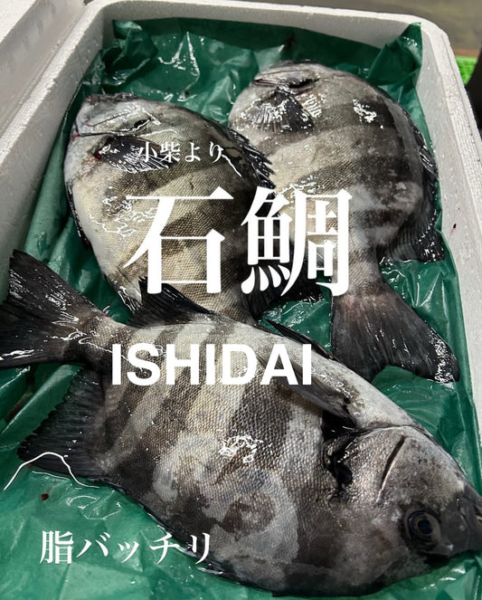 Premium Wild Japanese Striped Beakfish (Ishidai)2.2~6.5LB