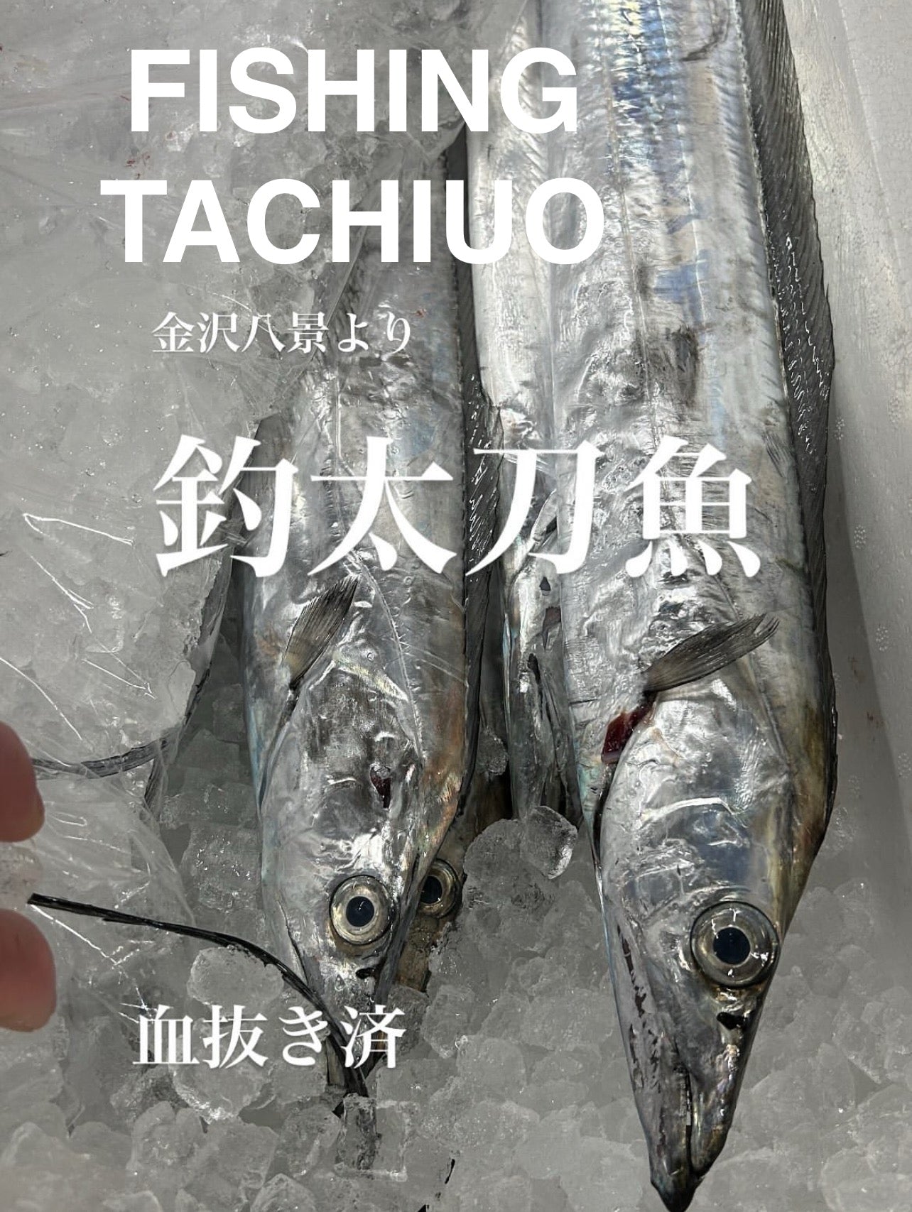 Premium Line-Caught Japanese Hairtail (Tachiuo) 2.7~4.5LB