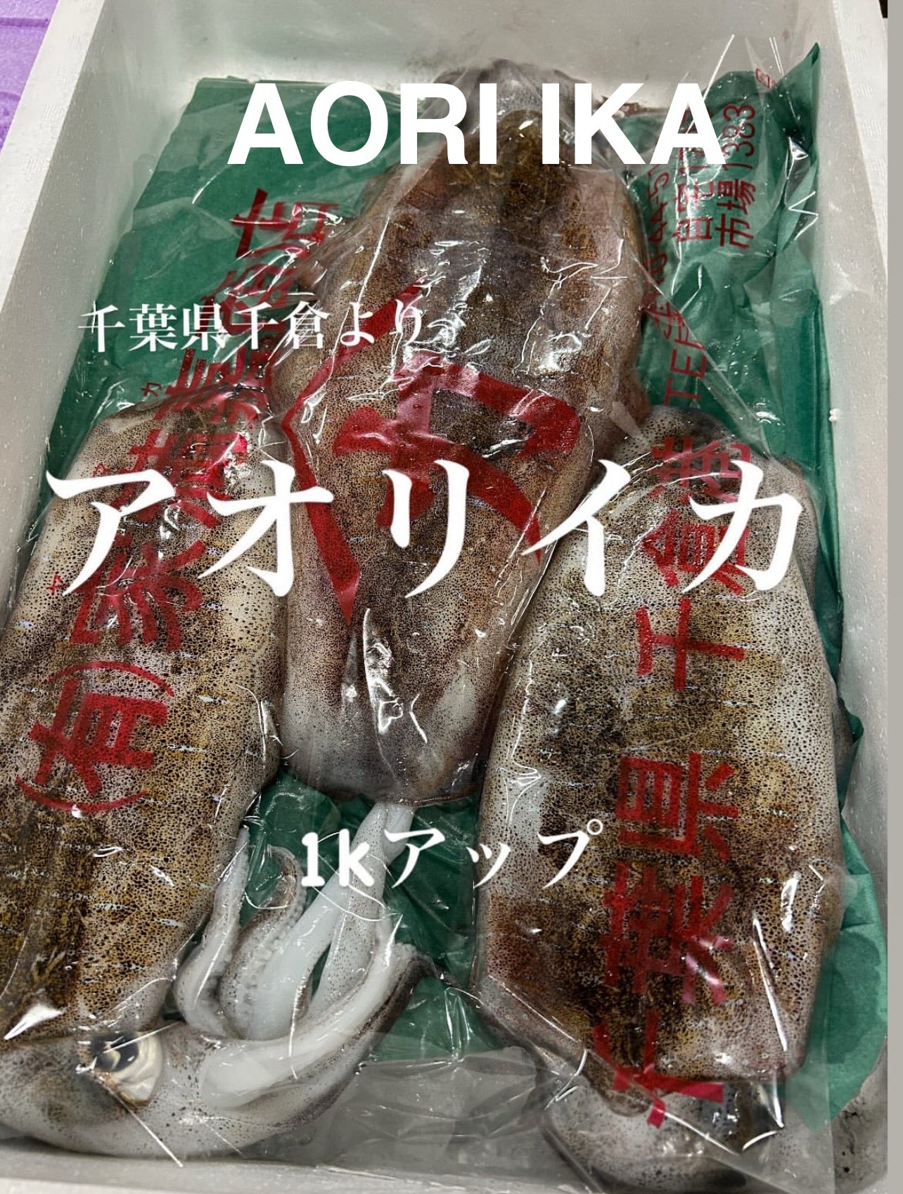 Premium Japanese Bigfin Reef Squid (Aori Ika) 2.2~9LB