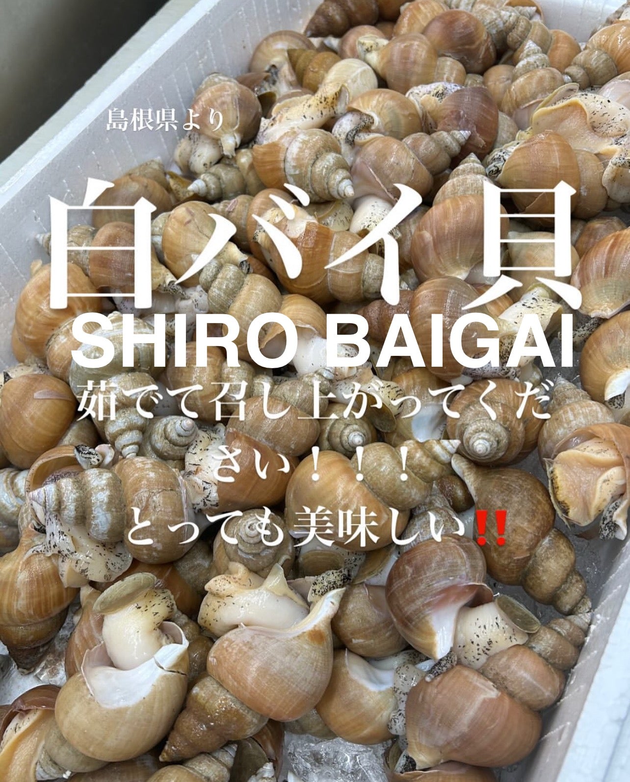 Premium Japanese Ivory Shell (Shiro-Baigai)10pc/pk