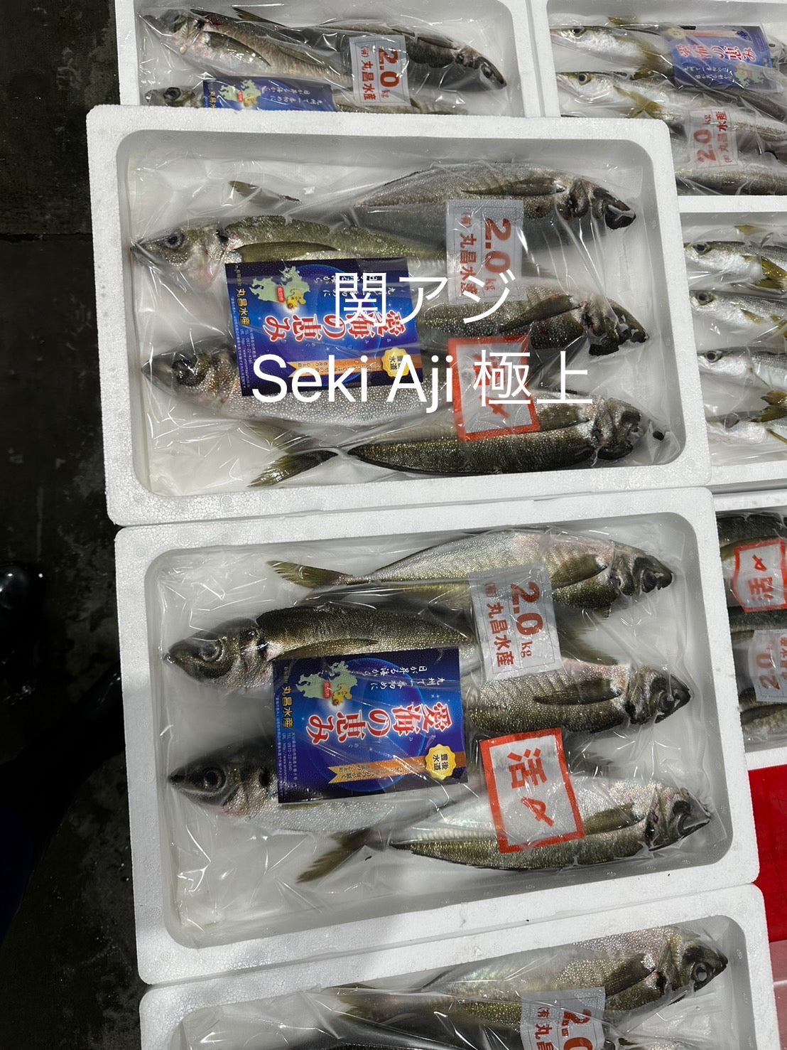 Premium Line-Caught Japanese Horse Mackerel (Seki-Aji) 0.9~1.35LB