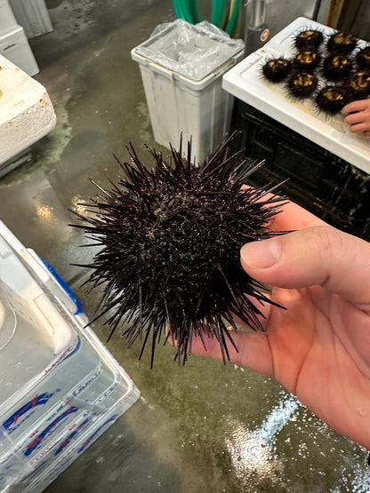 Live-Quality Hokkaido Shell-on Uni (UNI DAMA)