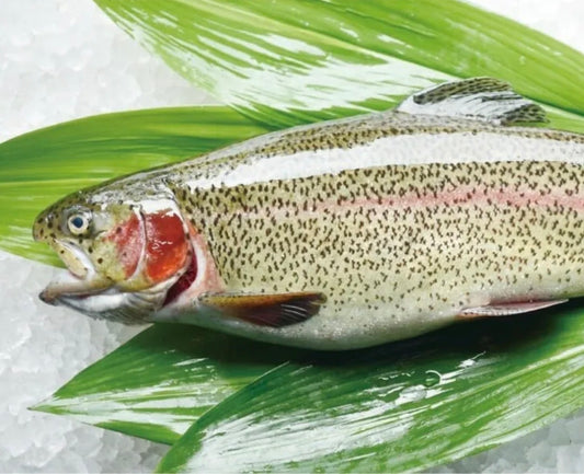 PREMIUM JAPANESE FUJISAN SALMON (Trout ) 6.7~10LB