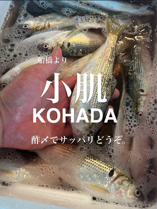 Premium Japanese Gizzard Shad (KOHADA) 80g~100g