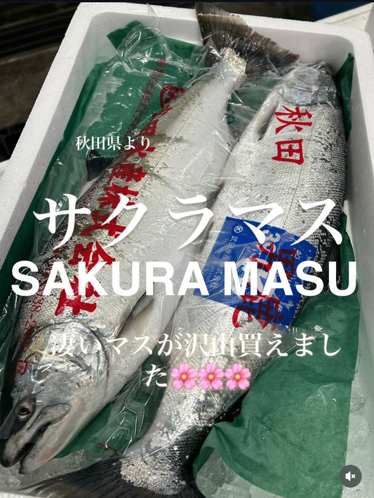 Premium Japanese Cherry Salmon (Sakuramasu)