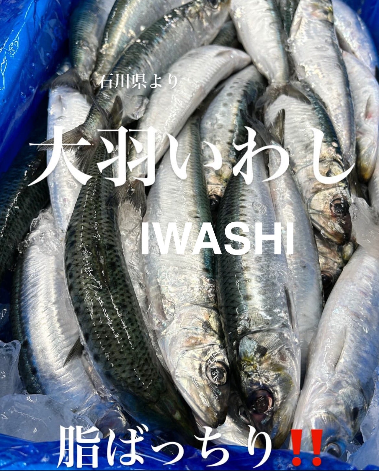 Premium Japanese Sardine (IWASHI) 150~200g