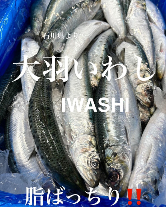 Premium Japanese Sardine (IWASHI) 150~200g