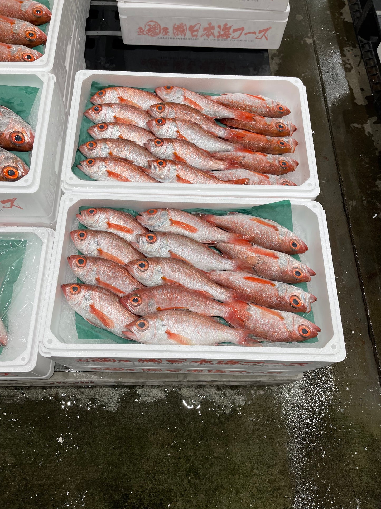 Premium Japanese Blackthroat Seaperch (NODOGURO/AKAMUTSU)1.1~1.7LB