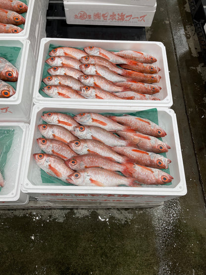 Premium Japanese Blackthroat Seaperch (NODOGURO/AKAMUTSU)1.1~1.7LB
