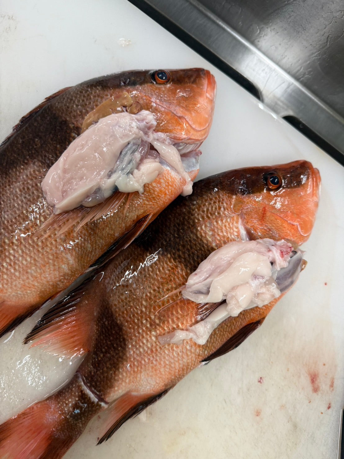 ONIJIME Farmed Emperor Red Snapper (SENNEN DAI) 2.5~3.5LB