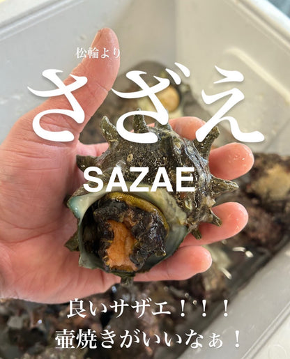 Premium Fresh Japanese Turban Shell (Sazae) - Wild Caught