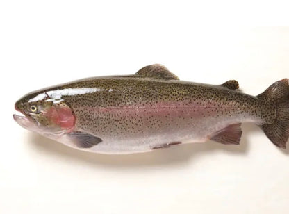 PREMIUM JAPANESE FUJISAN SALMON (Trout ) 6.7~10LB