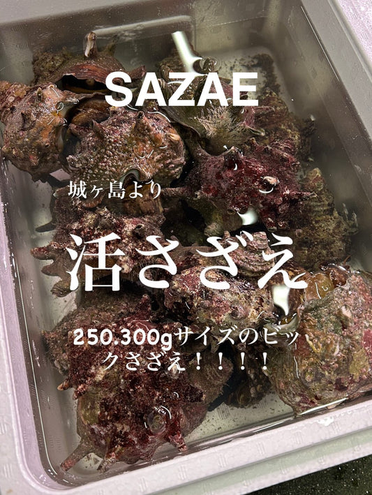 Premium Fresh Japanese Turban Shell (Sazae) - Wild Caught