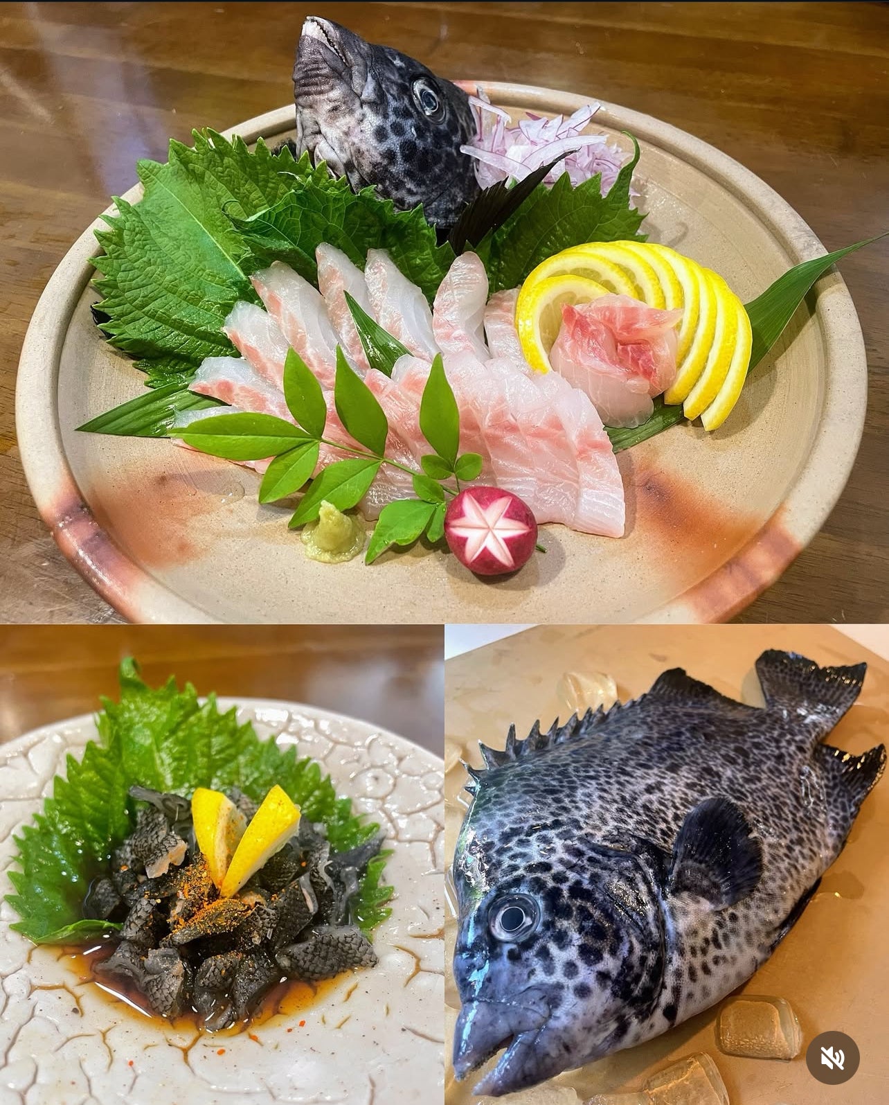 Premium Fresh Spotted Knifejaw (Ishigakidai) 2.2~5.6LB