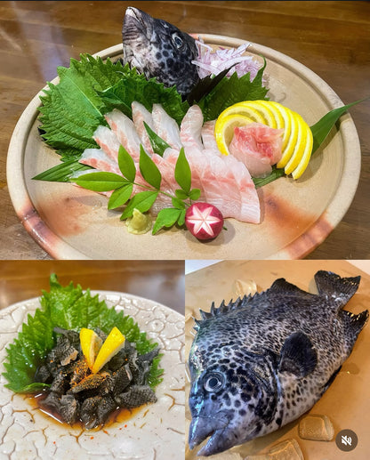 Premium Fresh Spotted Knifejaw (Ishigakidai) 2.2~5.6LB