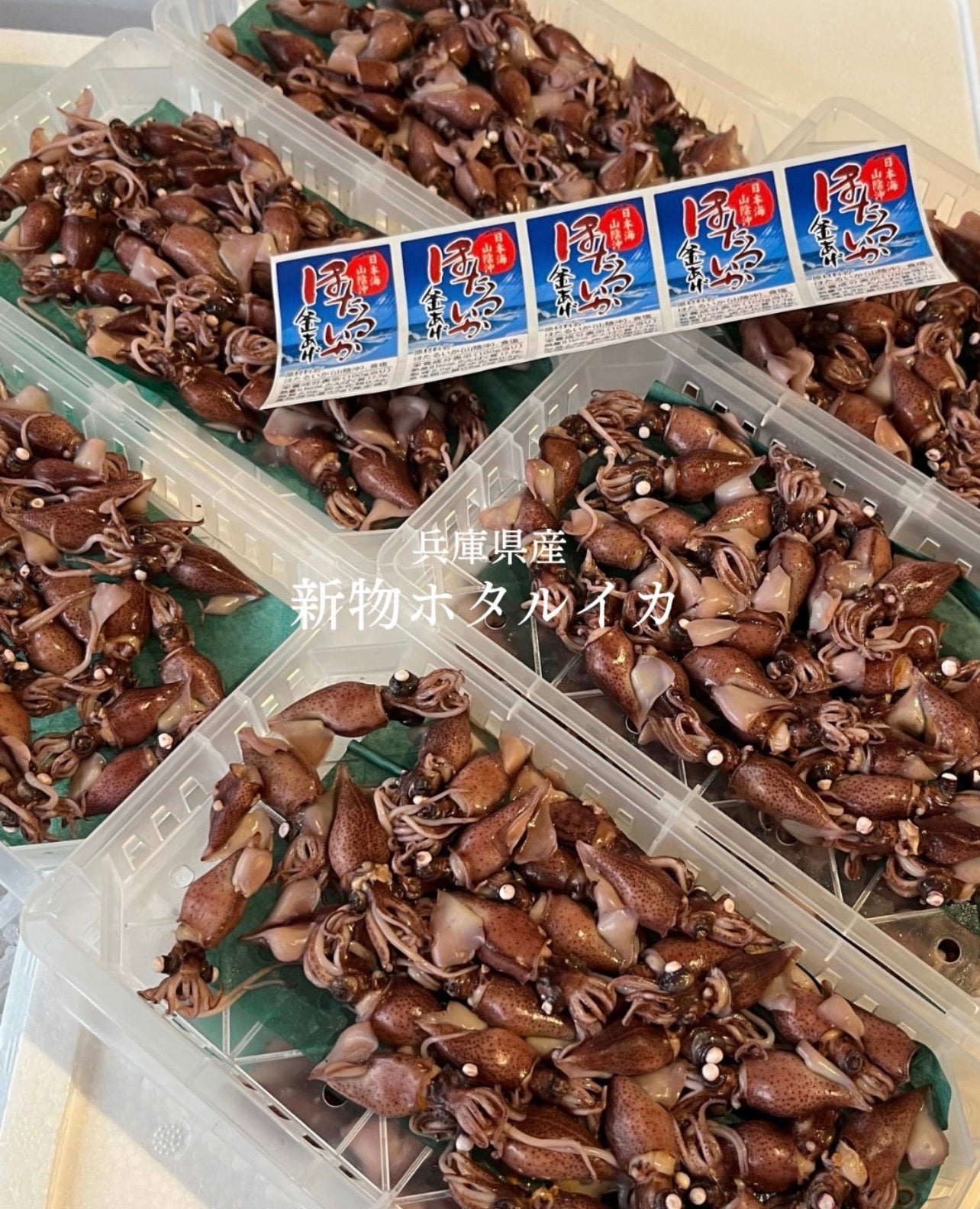 Premium Boiled Firefly Squid (Toyama-Hotaru-Ika) 500g/pk