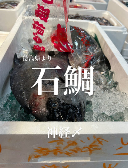 Premium Wild Japanese Striped Beakfish (Ishidai)2.2~6.5LB
