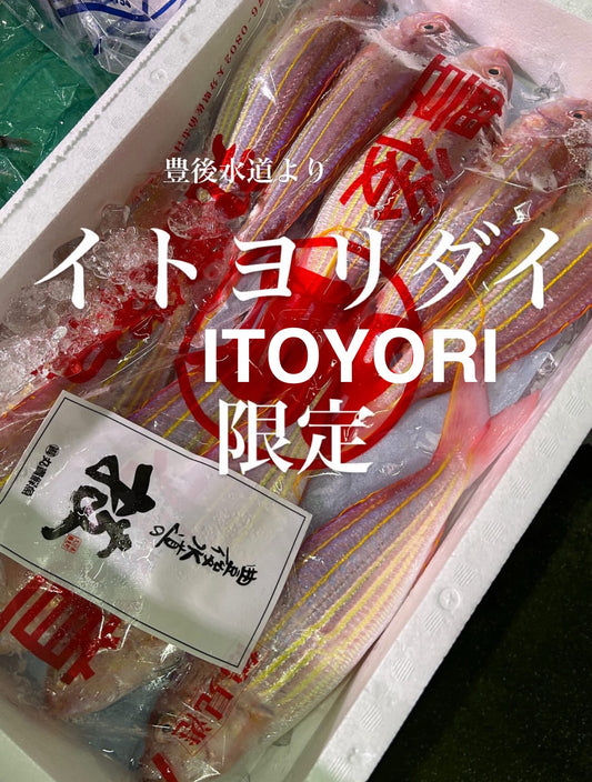 Premium Japanese Golden Threadfin Bream (Itoyori) 1.4~2.7LB