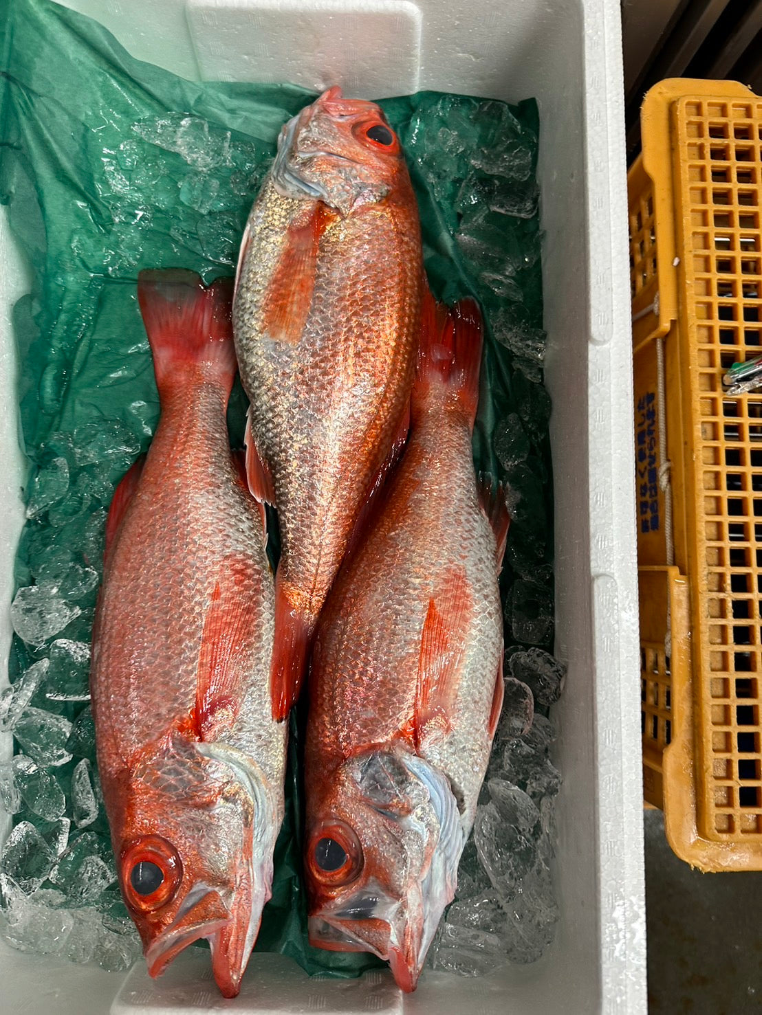 Premium Japanese Blackthroat Seaperch (NODOGURO/AKAMUTSU)1.1~1.7LB