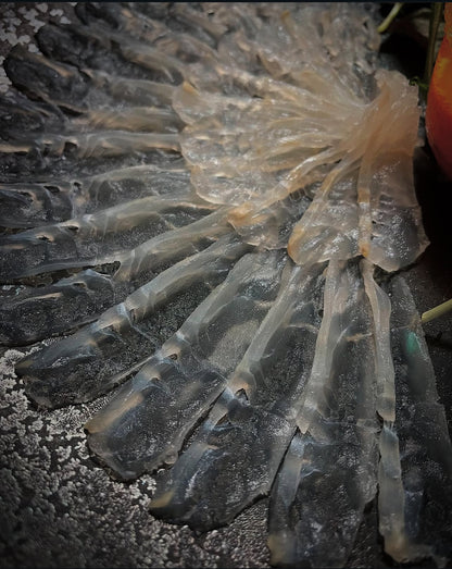 Premium "Ikijime" Farmed Japanese Flounder (HIRAME) 3.5~4.5LB