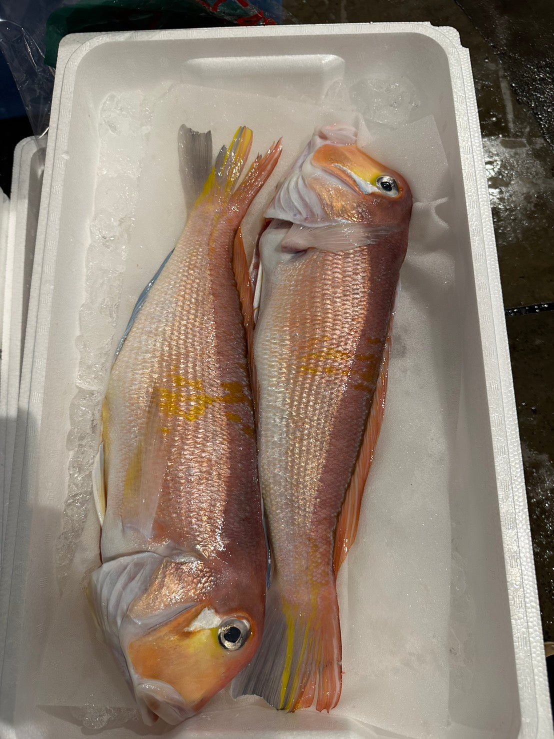 Premium Japanese Red Tilefish (Aka Amadai) 2.2~2.7LB