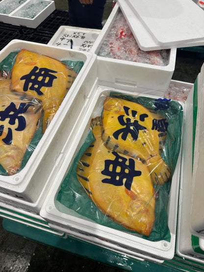 Premium Japanese King of Flounders(MATSUKAWA GAREI) 2.2~6.8LB