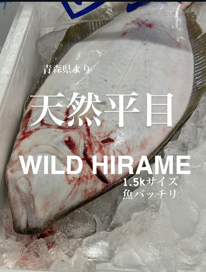 Premium Wild Japanese Flounder (Wild Hirame) 3.4~6.7LB