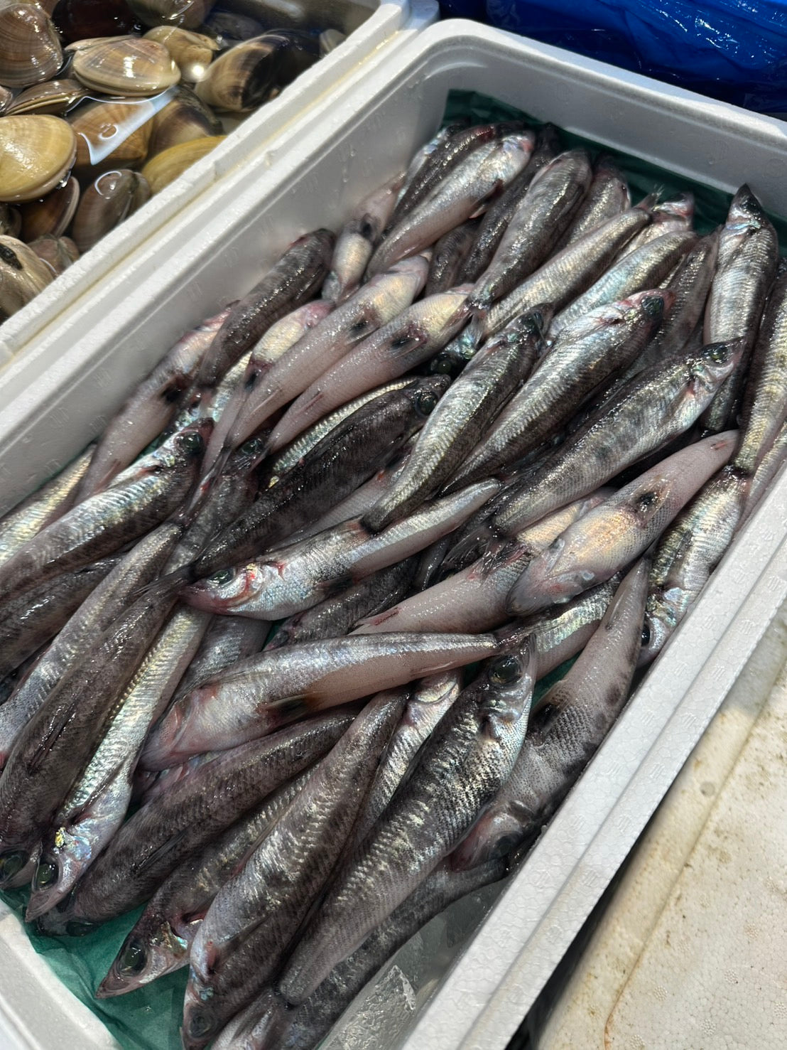 Premium Japanese Greeneye Fish (MEHIKARI) 60~80g