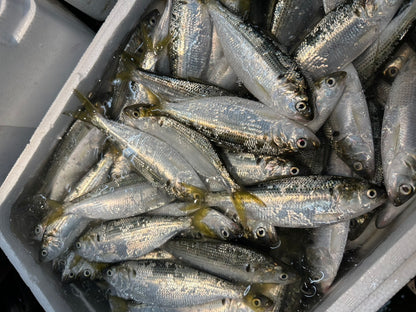 Premium Japanese Gizzard Shad (KOHADA) 80g~100g