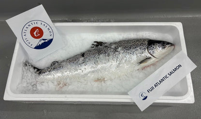 PREMIUM JAPANESE FUJI ATLANTIC SALMON 6.7~10LB