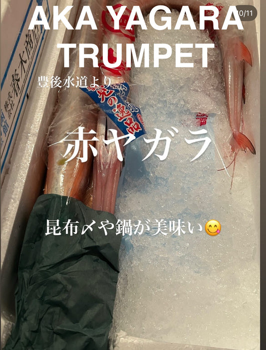 Premium Japanese Red Cornetfish/Trumpet fish (Aka-Yagara) 2.2~4.5LB