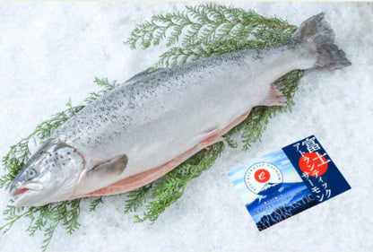 PREMIUM JAPANESE FUJI ATLANTIC SALMON 6.7~10LB