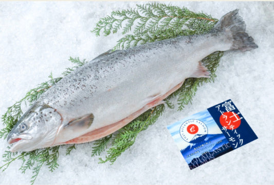 PREMIUM JAPANESE FUJI ATLANTIC SALMON 6.7~10LB