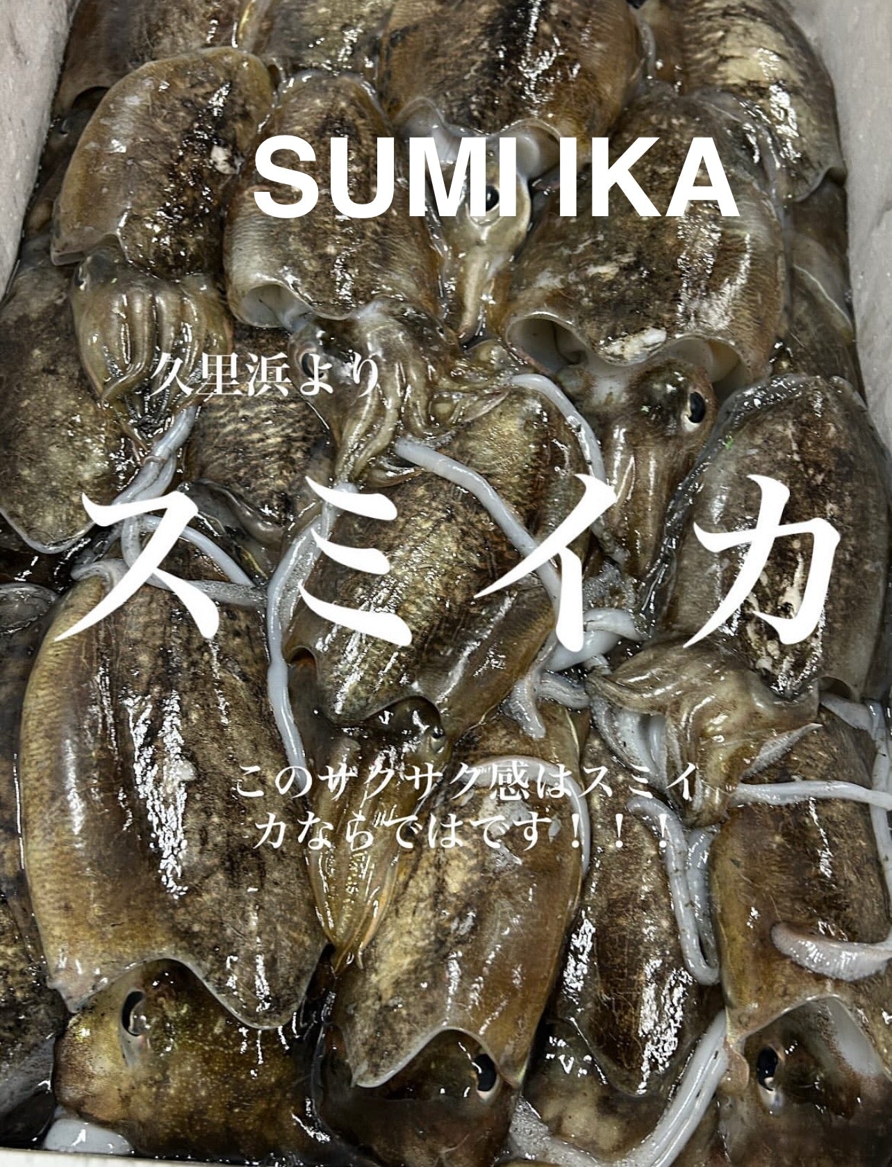 Premium Japanese Golden Sepia(SUMI IKA) 0.4~1.2LB