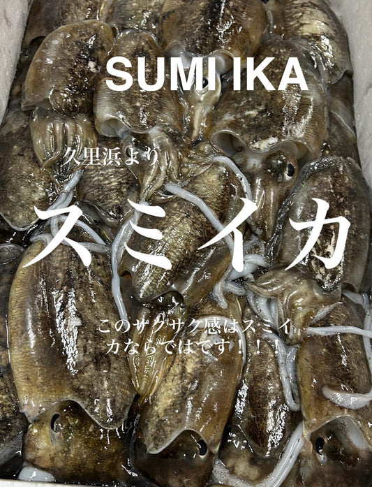 Premium Japanese Golden Sepia(SUMI IKA) 0.4~1.2LB